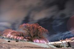 滝桜　夜感撮影　