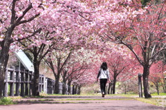 桜・てんこ盛り
