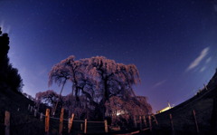 星空の千年桜