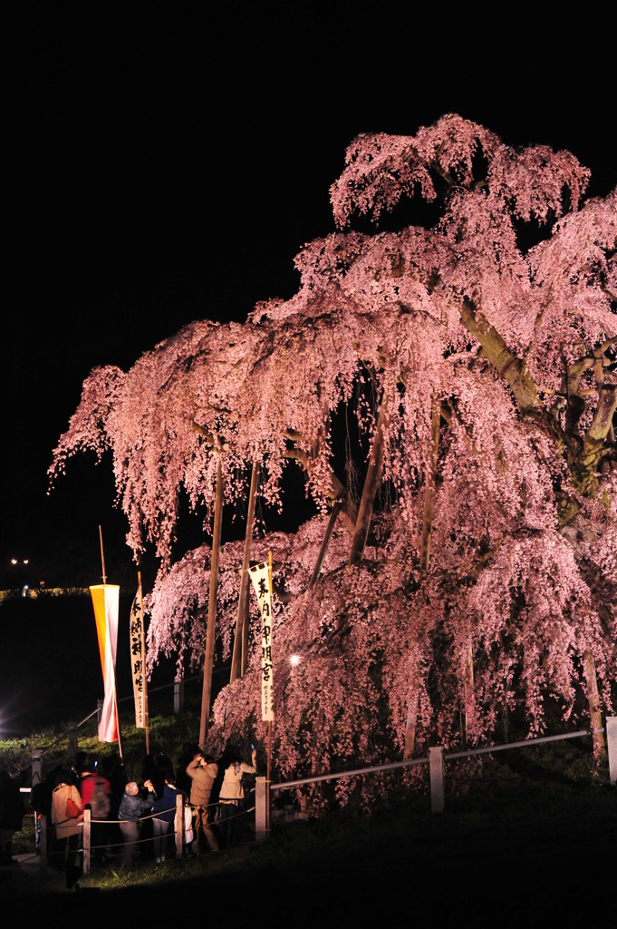 滝桜　薄紅の雫