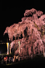 滝桜　薄紅の雫