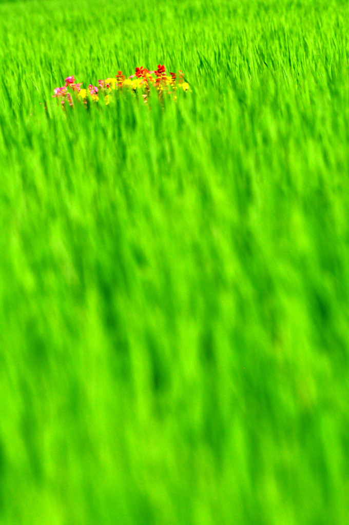 花のラクーン
