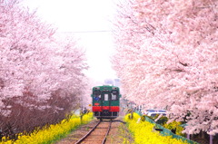 栃木の春