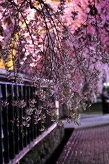 姫様の桜