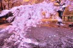 Sakura freeze