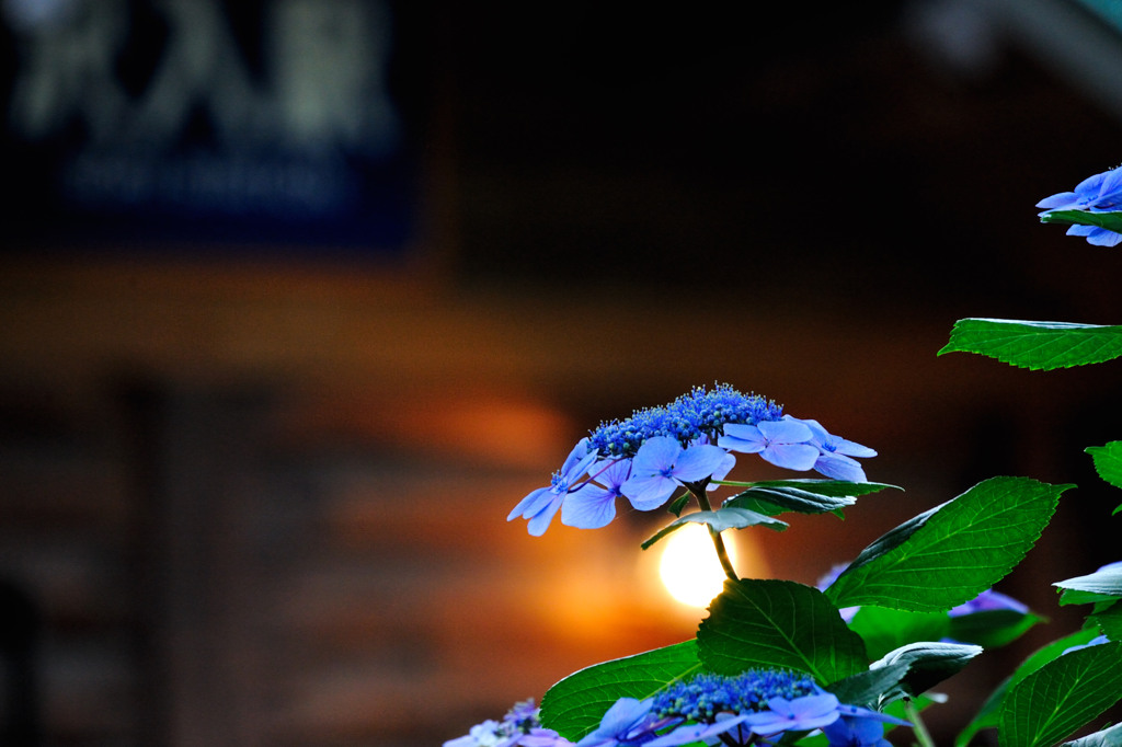 超望遠の紫陽花