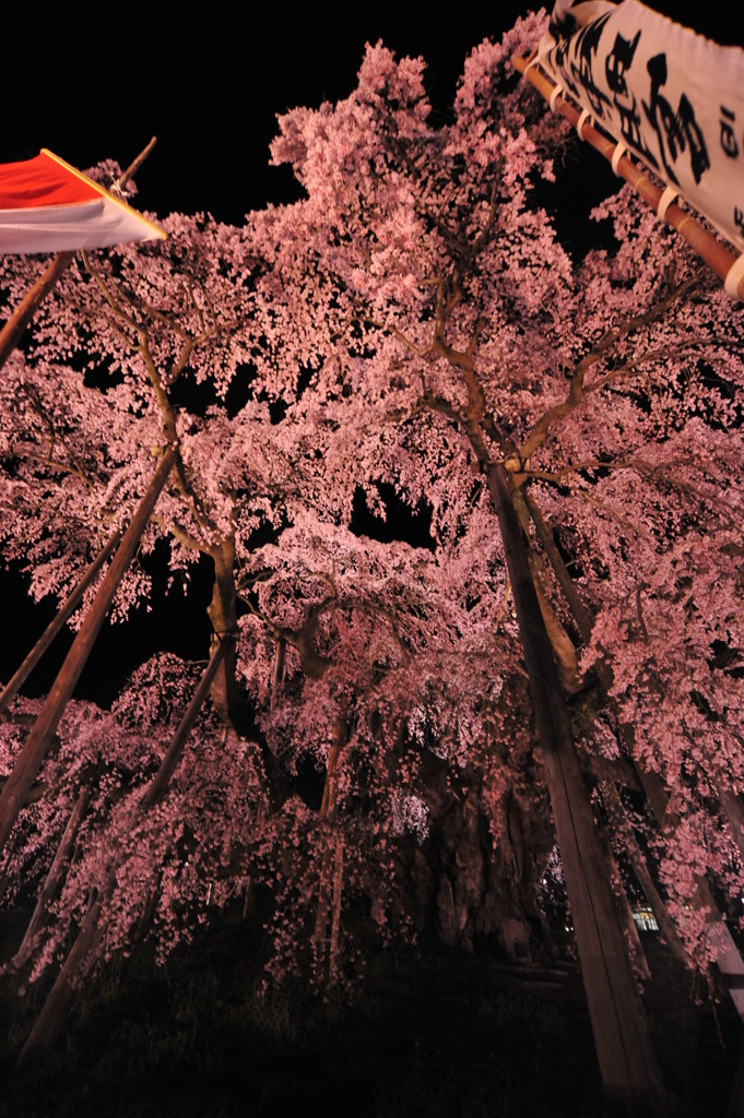 滝桜　桜の森