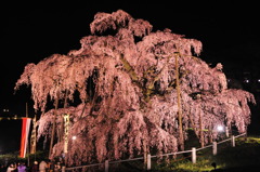 滝桜　満開！