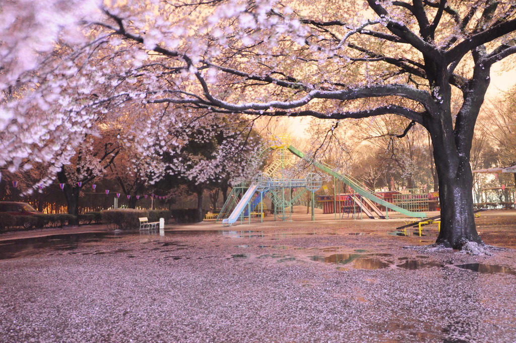 Sakura　mid-night colors