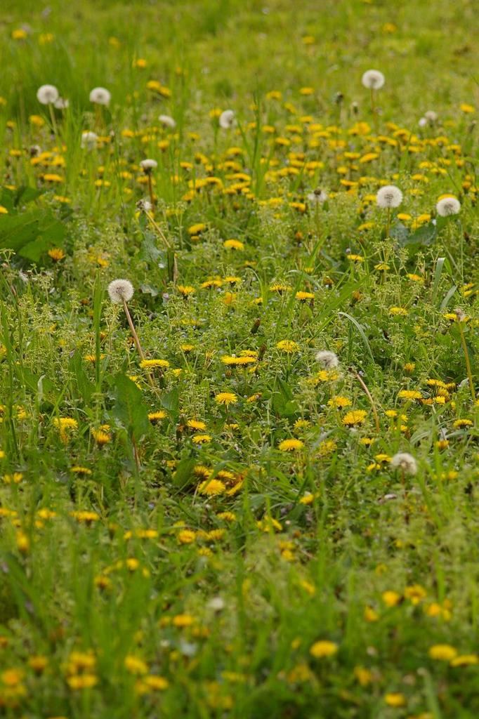 競い合って。。　 PENTAX-M 135mm 