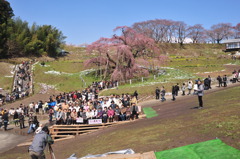 滝桜　すっきり快晴！