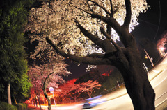 今年の夜桜