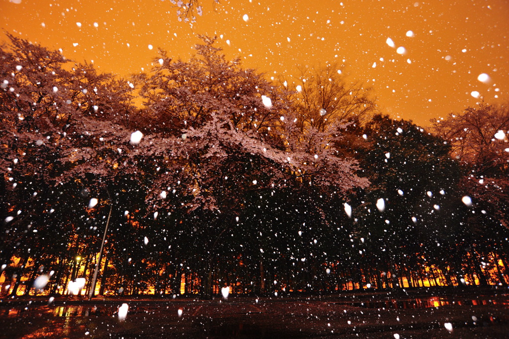 Sakura snowing