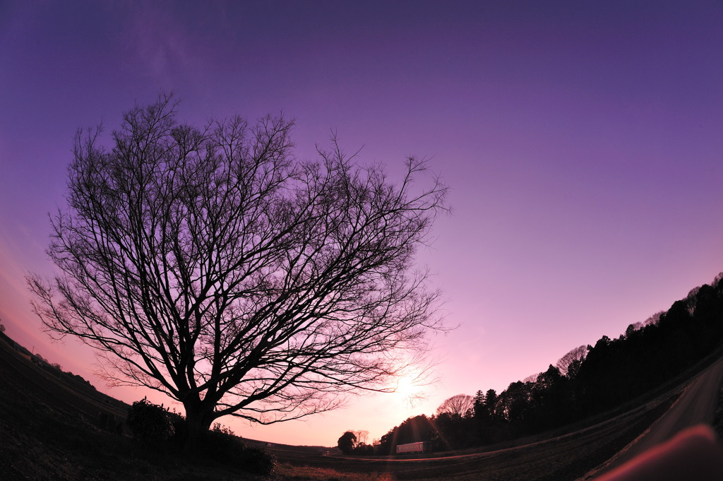 一本木の夕景