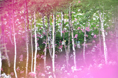 高原の花