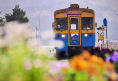 高原鉄道の花