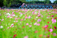 花と鉄橋-大