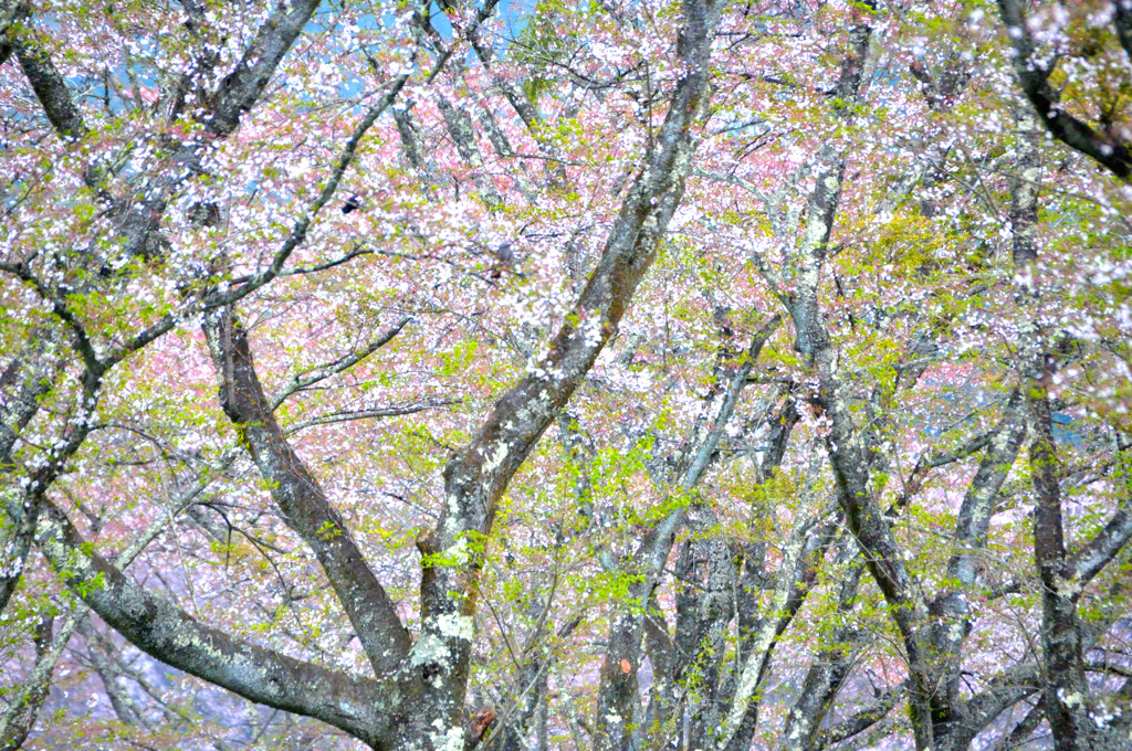 Pastel color