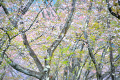 Pastel color