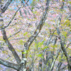 Pastel color