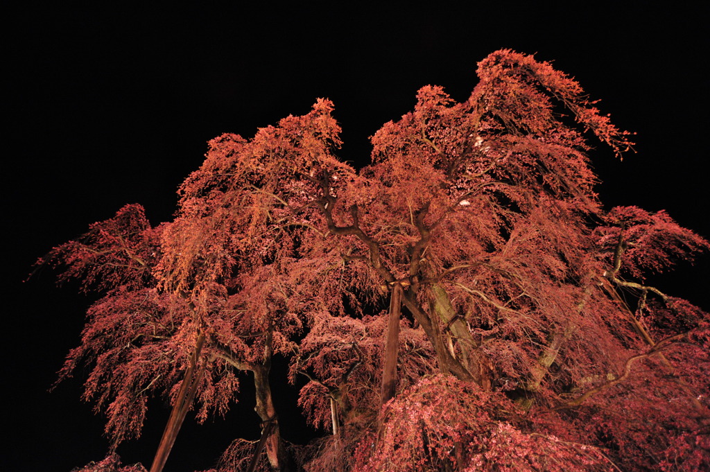 滝桜　紅の命