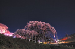 滝桜　静寂の時