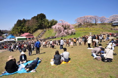 滝桜　花見日和