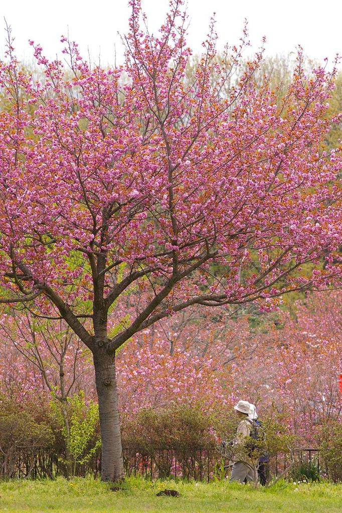 天平の丘公園　PENTAX-M 135mm f/3.5