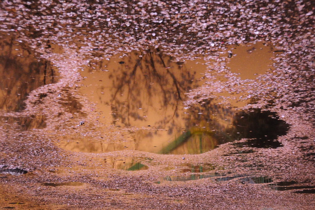Sakura　Sun set