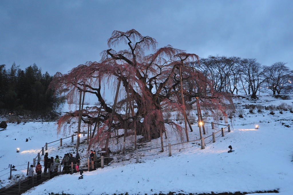 滝桜　雪の宵