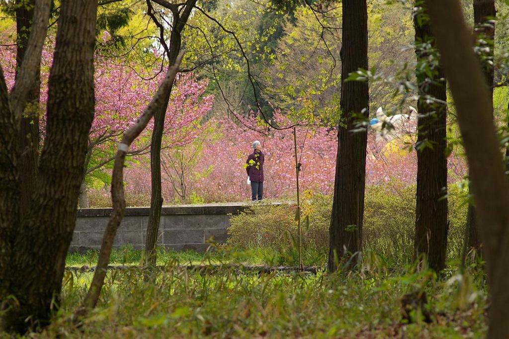 さくら色の舞台　　　PENTAX-M 135mm 