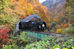 来た！　紅葉のトンネル
