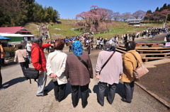 滝桜　Sakura　Girls