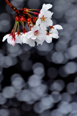花吹雪