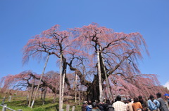 滝桜　すっきり快晴！