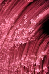 桜燃ゆ