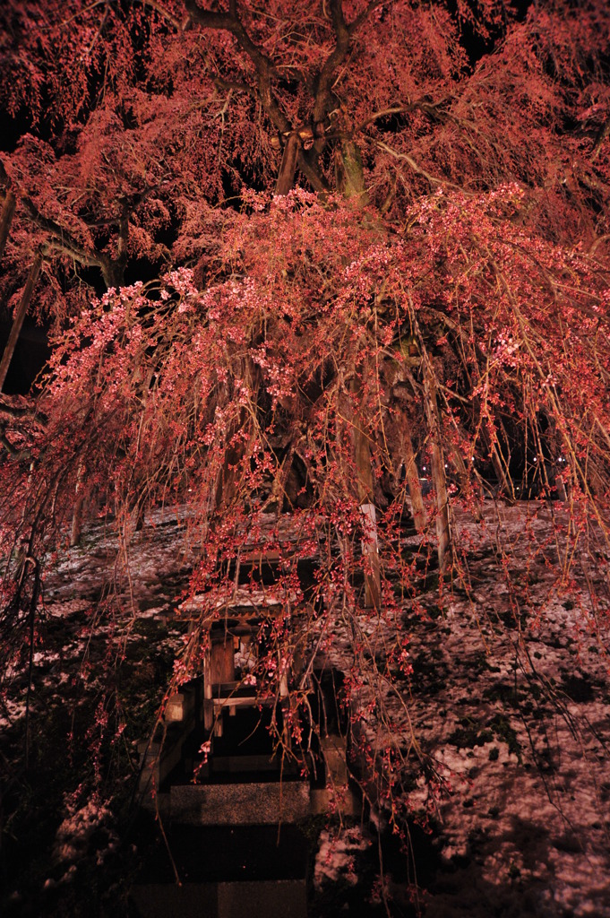 滝桜　開花前夜の蕾