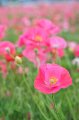 お花畑