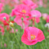 お花畑