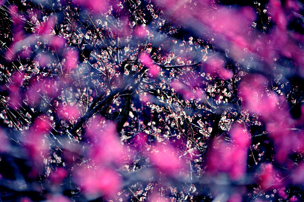 花の星雲