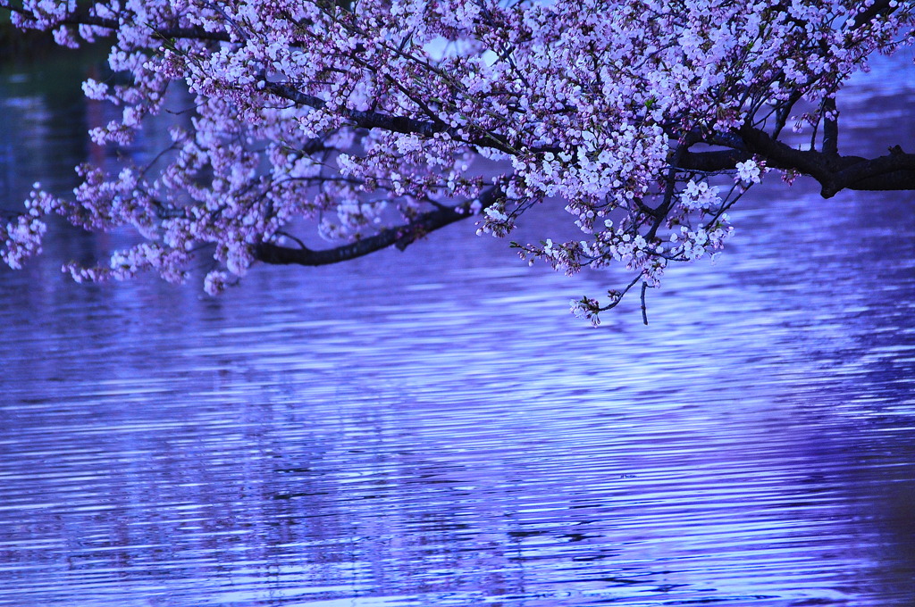 名残の桜