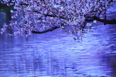 名残の桜
