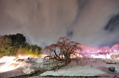 滝桜　夜感撮影　