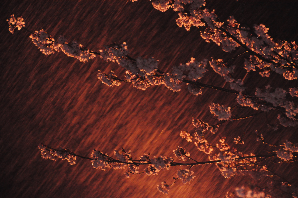 桜色雨色