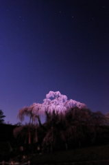 滝桜　月光撮影