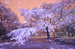 Sakura Kashino-mori-park