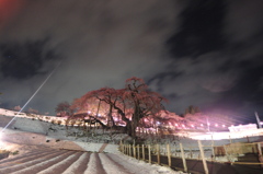 滝桜　夜感撮影