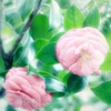 愛しいじゃ足りなかった