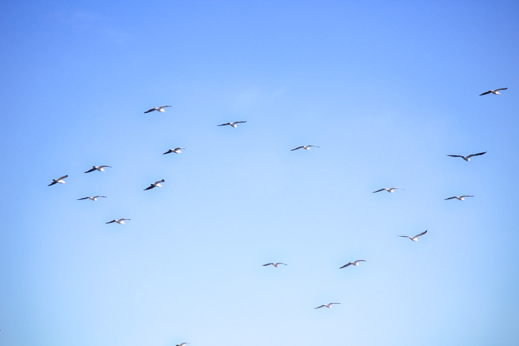 fly away