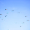 fly away